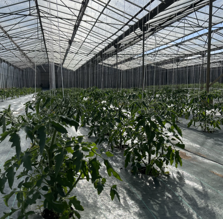 CAPTUREDECRAN2025 07 29A12.16.14 766X1024 2 766X750 | La primatiale Le renouveau printanier : les “primeurs” s’invitent à La Primatiale Lunéville