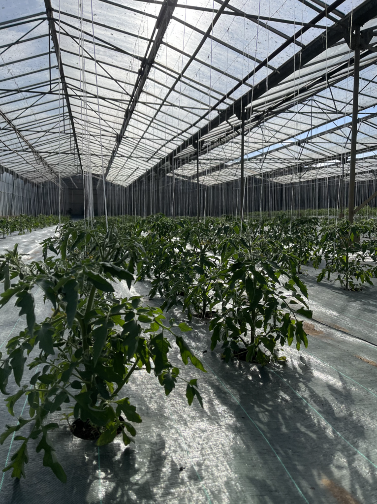 Le renouveau printanier : les “primeurs” s’invitent &agrave; La Primatiale Lun&eacute;ville